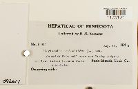 Plagiochila asplenioides image