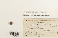 Plagiochila asplenioides image