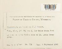 Plagiochila asplenioides image