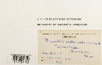 Plagiochila asplenioides image