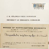 Plagiochila asplenioides image