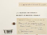 Plagiochila asplenioides image