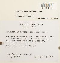 Plagiochila asplenioides image