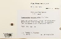 Plagiochila asplenioides image