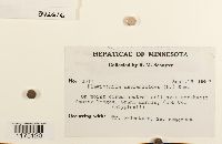 Plagiochila asplenioides image