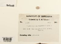 Plagiochila asplenioides image