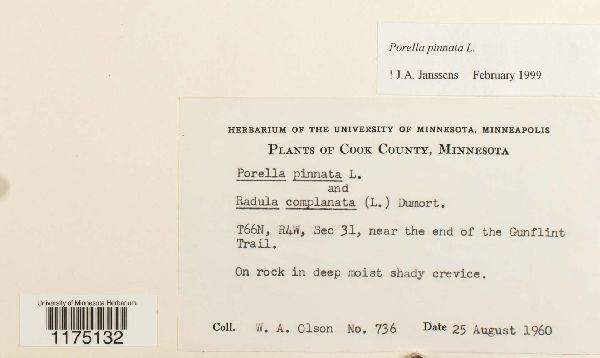 Porella pinnata image