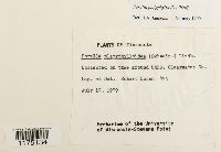 Porella platyphylla image