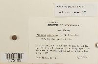 Porella platyphylla image