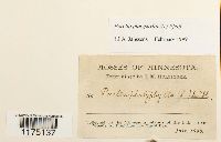 Porella platyphylla image