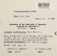 Porella platyphylla image