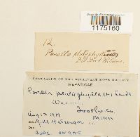 Porella platyphylla image