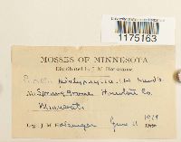 Porella platyphylla image