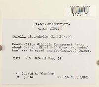 Porella platyphylla image