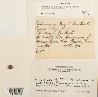 Porella platyphylla image