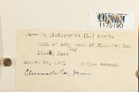 Porella platyphylla image