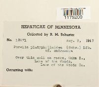 thumbnail image of current specimen