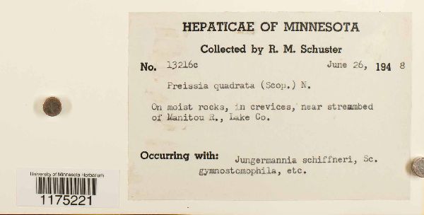 Marchantiaceae image