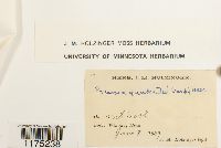 Marchantia quadrata image