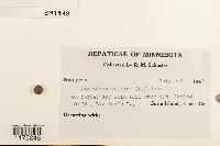 Ptilidium ciliare image