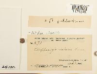 Ptilidium ciliare image