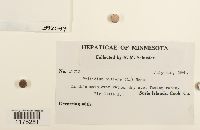 Ptilidium ciliare image