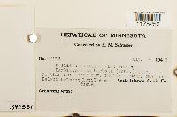 Ptilidium ciliare image