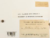 Ptilidium ciliare image