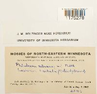 Ptilidium ciliare image