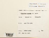 Ptilidium pulcherrimum image