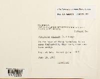 Ptilidium pulcherrimum image