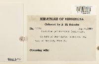 Ptilidium pulcherrimum image