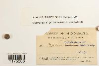 Ptilidium pulcherrimum image