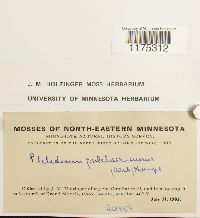 Ptilidium pulcherrimum image