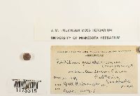 Ptilidium pulcherrimum image