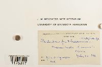 Ptilidium pulcherrimum image