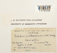 Ptilidium pulcherrimum image