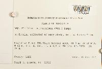 Ptilidium pulcherrimum image