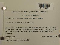 Ptilidium pulcherrimum image