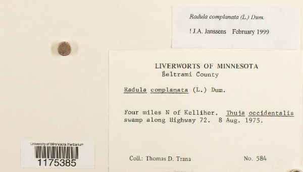 Radula complanata image