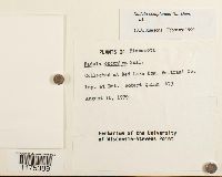 Radula complanata image