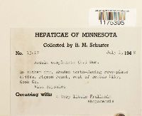 Radula complanata image