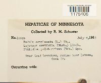 Radula complanata image