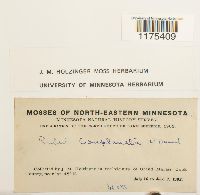 Radula complanata image