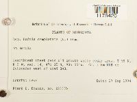 Radula complanata image