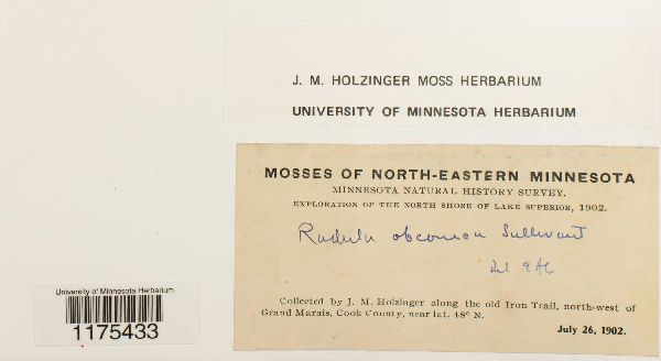 Radula obconica image