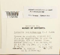 Reboulia hemisphaerica image