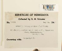 Reboulia hemisphaerica image