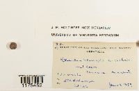 Reboulia hemisphaerica image