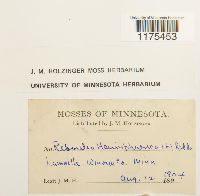 Reboulia hemisphaerica image